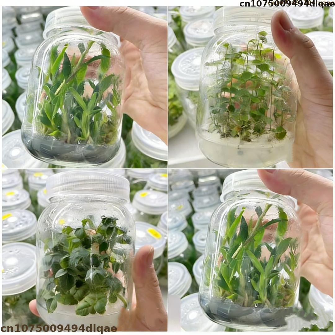 Agar Tissue Culture - Polvere di Agar per Coltura di
